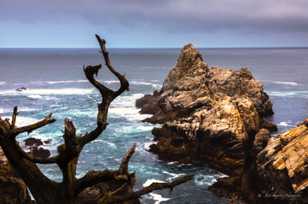 Point Lobos-3307.jpg